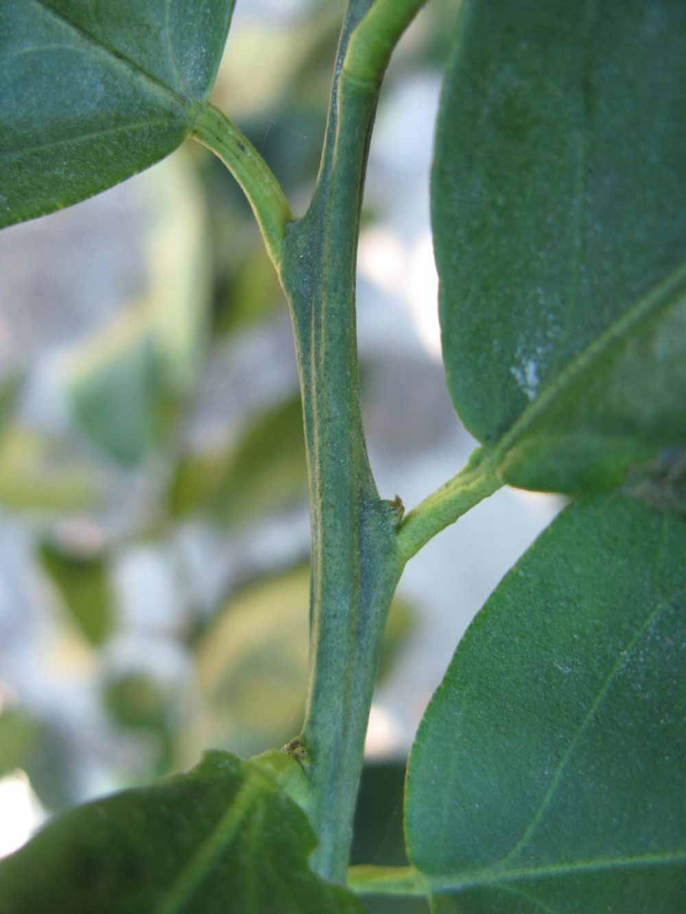              First year twig (Winter Haven, FL)       